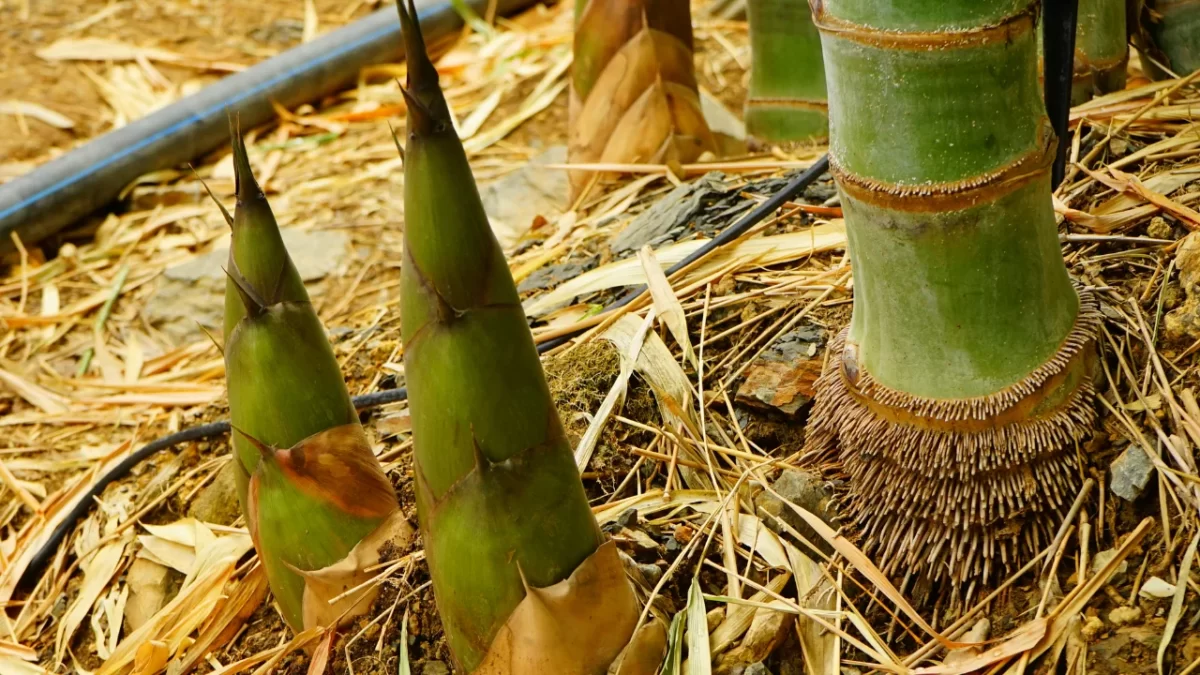 Đóng góp của cây tre cho sự phát triển kinh tế xã hội ở Việt nam